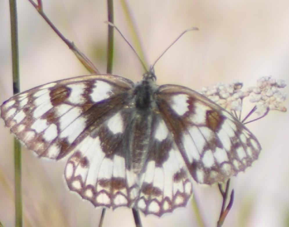 Melanargia russiae?